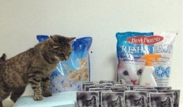 网红吃瓜猫,揭秘娱乐圈幕后故事